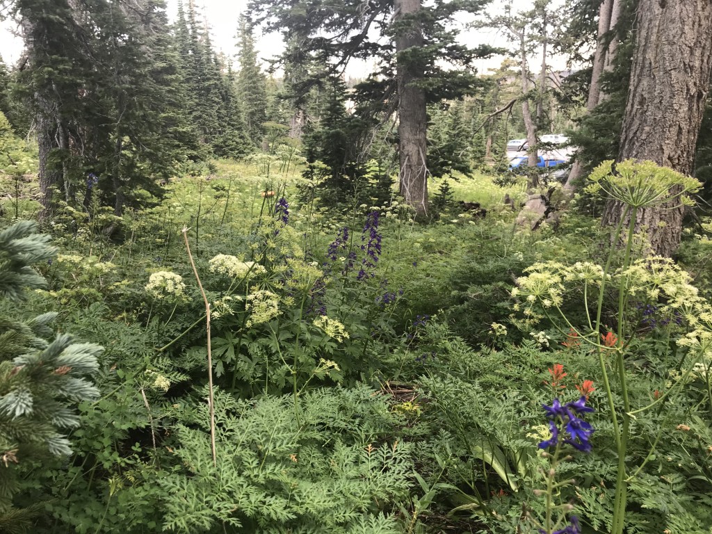 Wild flower season at Cedar Breaks National Monument