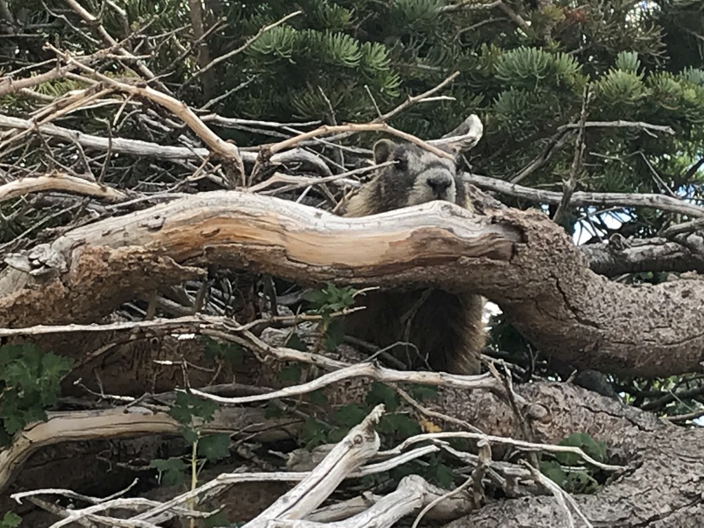 There is a marmot in the tree